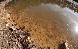La multitude de têtards !